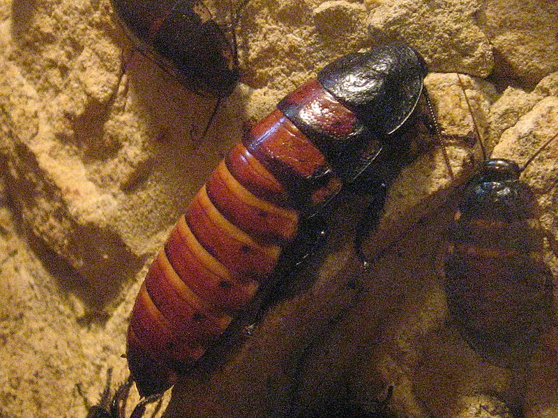 Альтернатива пушистикам: топ-8 экзотических любимцев, которые могут напугать гостей